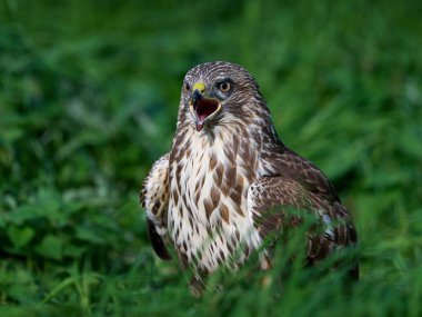 Doğal ortamında sık görülen akbaba (Buteo buteo)