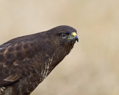 Danimarka 'daki doğal ortamında sık görülen bir akbaba.