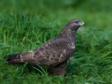 Doğal ortamında sık görülen bir akbaba.