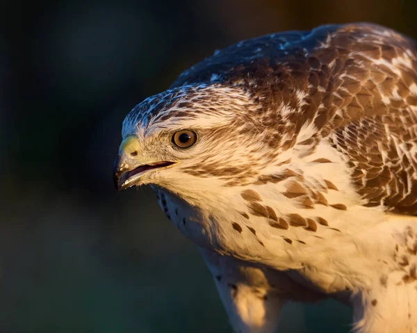 Buzzard Comum Seu Ambiente Natural Dinamarca — Fotografia de Stock