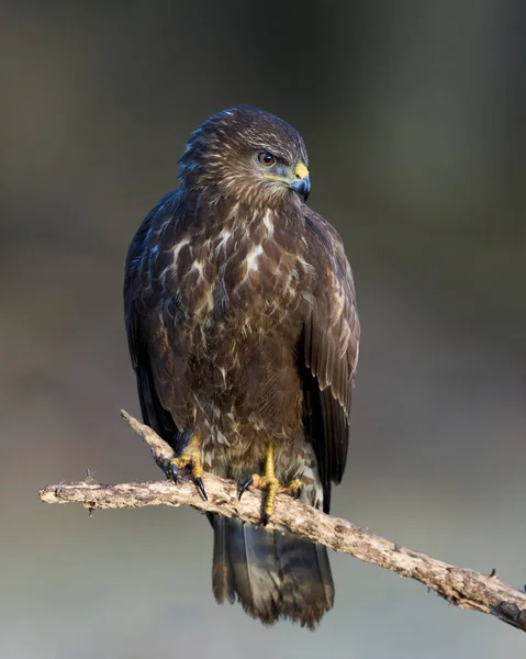 Buse Commune Dans Son Environnement Naturel Danemark — Photo