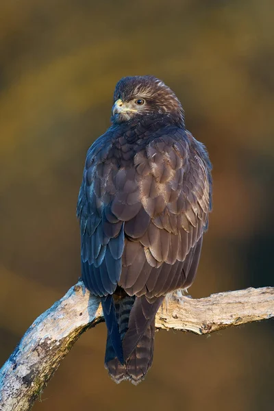 Vanlig Vråk Sin Naturliga Miljö — Stockfoto