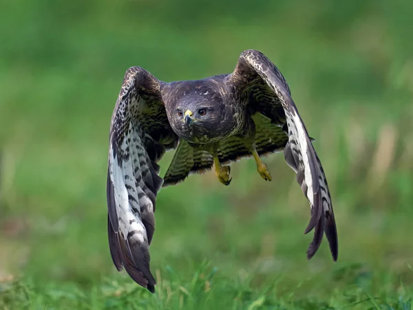 Common Buzzard Buteo Buteo Its Natural Enviroment — Stock Photo, Image