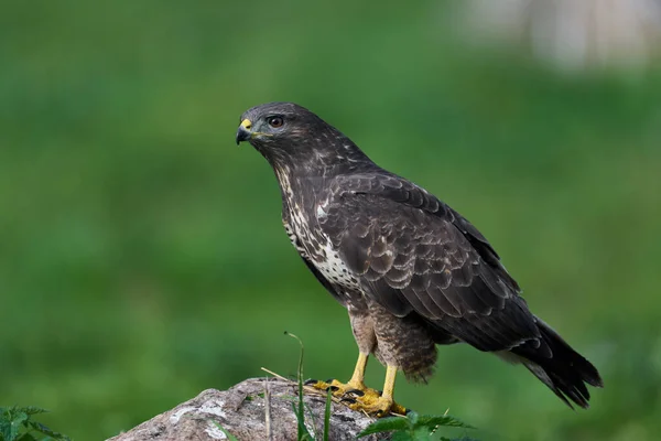 在自然环境中常见的秃鹰 Buteo Buteo — 图库照片