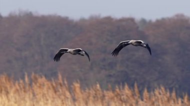 İsveç 'in Pulken şehrinde sık kullanılan vinçler
