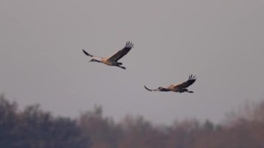 Uçuşta çok yavaş uçan vinçler