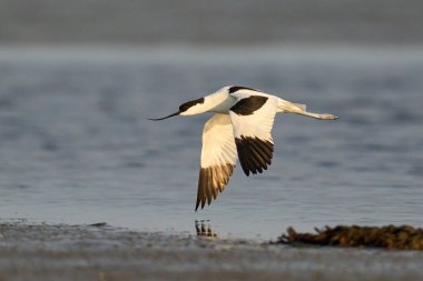 Pied avocet (Recurvirostra avosetta) Danimarka 'daki doğal ortamında