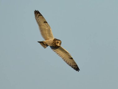 Kısa kulaklı baykuş (Asio flammeus) doğal ortamında