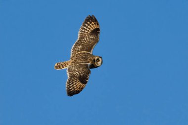 Kısa kulaklı baykuş (Asio flammeus) doğal ortamında