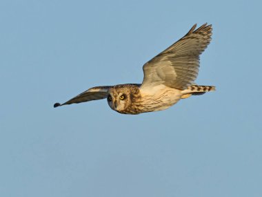 Kısa kulaklı baykuş (Asio flammeus) doğal ortamında
