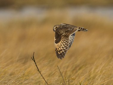 Kısa kulaklı baykuş (Asio flammeus) doğal ortamında