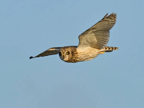 Short Eared Owl Asio Flammeus Its Natural Environment — Stock Photo, Image