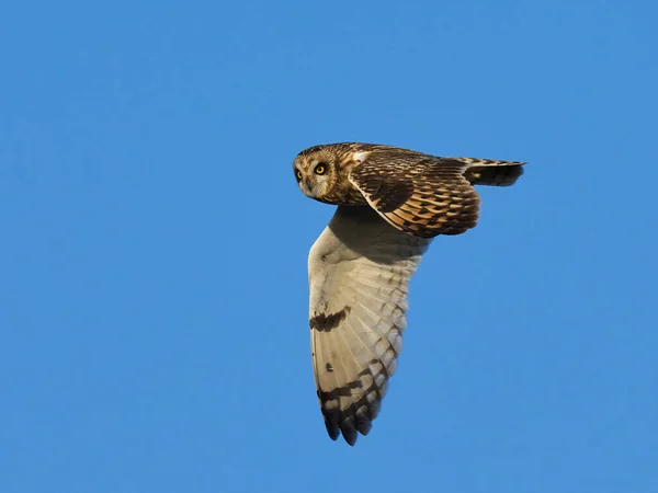 Kortooruil Asio Flammeus Zijn Natuurlijke Omgeving — Stockfoto