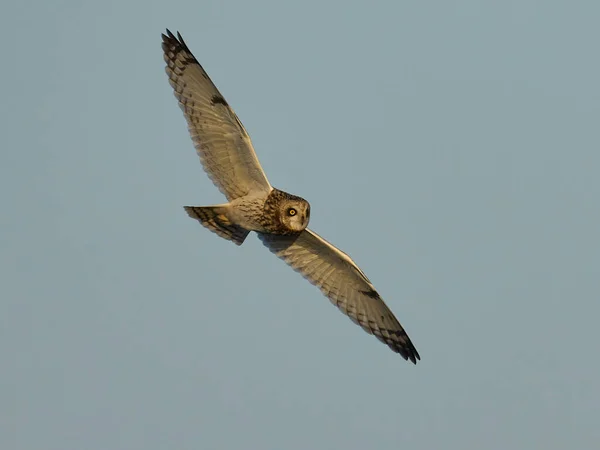 Hibou Des Marais Asio Flammeus Dans Son Environnement Naturel — Photo