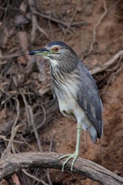 Siyah taçlı gece balıkçıl (Nycticorax nycticorax) doğal ortamında