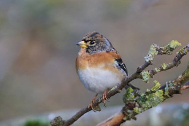 Brambling (Fringilla montifringilla) doğal ortamında