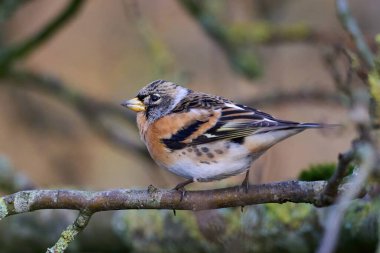 Brambling (Fringilla montifringilla) doğal ortamında