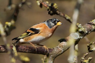 Brambling (Fringilla montifringilla) doğal ortamında