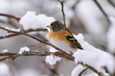 Brambling (Fringilla montifringilla) doğal ortamında