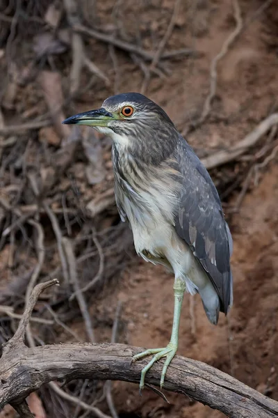 Siyah taçlı gece balıkçıl (Nycticorax nycticorax) doğal ortamında