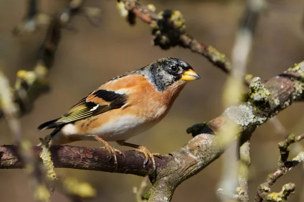 Brambling (Fringilla montifringilla) doğal ortamında
