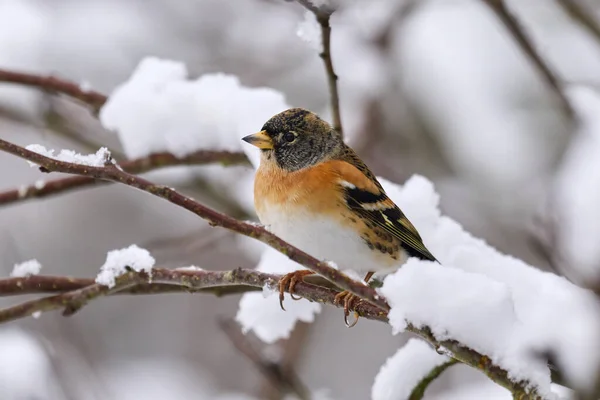 Brambling Fringilla Montifringilla Dans Son Environnement Naturel — Photo