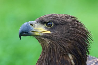 Beyaz kuyruklu kartal (Haliaeetus albicilla) doğal ortamında