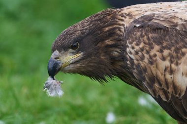Beyaz kuyruklu kartal (haliaeetus albicilla) doğal ortamında