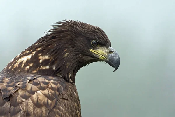 Zeearend Haliaeetus Albicilla Zijn Natuurlijke Omgeving — Stockfoto