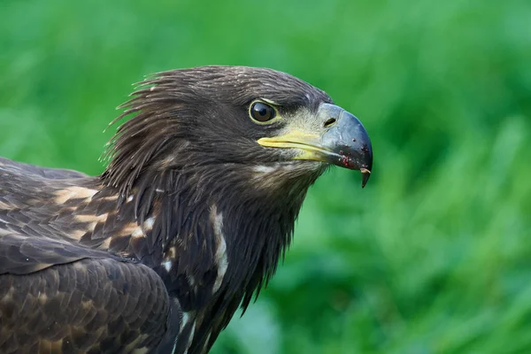 Orel Běloocasý Haliaeetus Albicilla Svém Přirozeném Prostředí — Stock fotografie