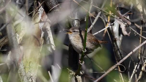 Eurásia Wren Troglodytes Troglodytes Cantando — Vídeo de Stock