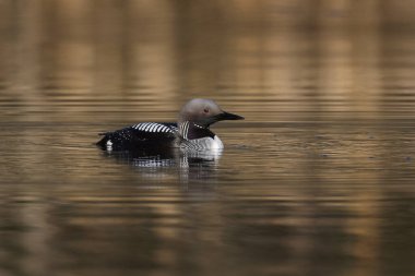 Siyah boğazlı dalgıç (Gavia arktica) doğal ortamında