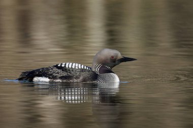 Siyah boğazlı dalgıç (Gavia arktica) doğal ortamında