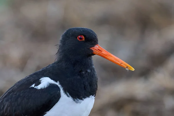 Eurasian Ústřičník Haematopus Ostralegus Svém Přirozeném Prostředí — Stock fotografie