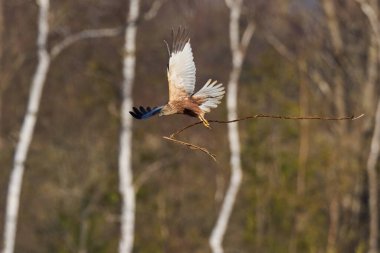 Batı bataklığı, Danimarka 'daki doğal ortamında.