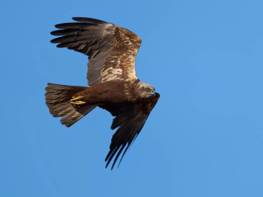 Doğal ortamında bataklık harrier (Circus aeruginosus).