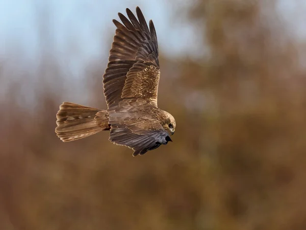 Falena Paludosa Occidentale Nel Suo Habitat Naturale Danimarca — Foto Stock