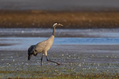 Doğal ortamında ortak vinç (Grus grus)