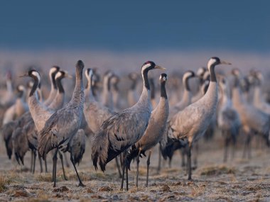 Doğal ortamında ortak vinç (Grus grus)
