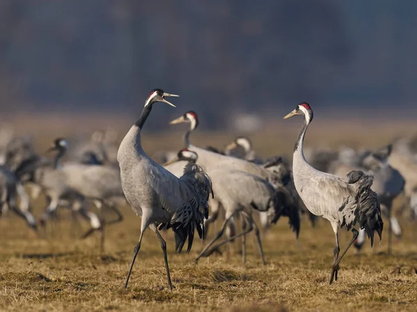 Grúa Común Grus Grus Entorno Natural — Foto de Stock