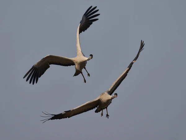 Grúa Común Grus Grus Entorno Natural — Foto de Stock