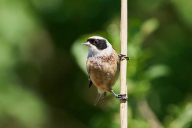 Eurasian penduline tit in its natural enviroment in Denmark