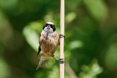 Eurasian penduline tit in its natural enviroment in Denmark