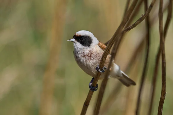 European Penduline Tit Remiz Pendulinus Its Natural Environment —  Fotos de Stock