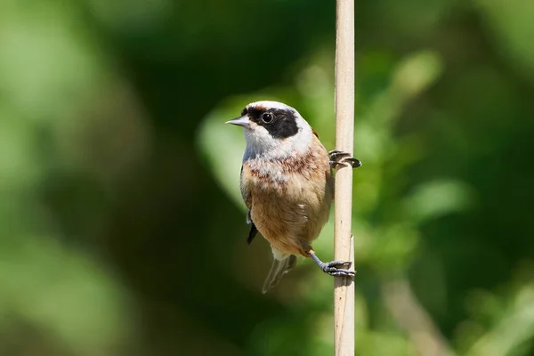 Eurasian Penduline Tit Its Natural Enviroment Denmark — стоковое фото