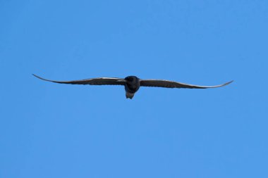 Siyah deniz feneri (Chlidonias niger) doğal ortamında