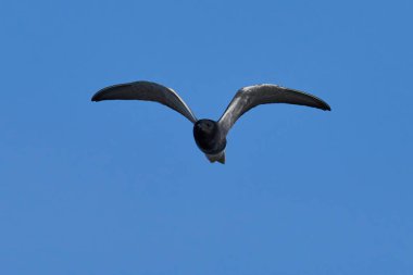 Siyah deniz feneri (Chlidonias niger) doğal ortamında