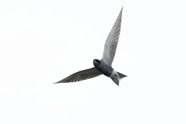 Black Tern Chlidonias Niger Its Natural Environment — ストック写真