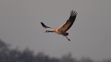 Vinci (Grus grus) doğal ortamında