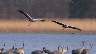 Vinci (Grus grus) doğal ortamında